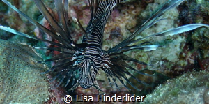 All fanned out & hovering in the water, a Lionfish lurks. by Lisa Hinderlider 